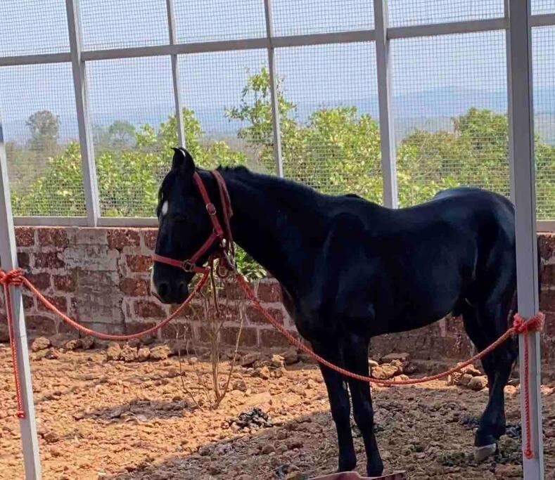 Vila Mars Jungle Adventure Stud Farm With Private Jacuzzi Narsinge Exteriér fotografie