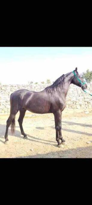 Vila Mars Jungle Adventure Stud Farm With Private Jacuzzi Narsinge Exteriér fotografie